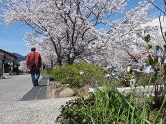 桜道