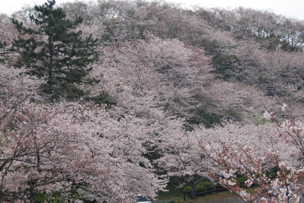 桜山