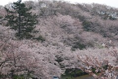 桜山