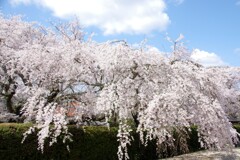 春空のもと枝垂れ桜