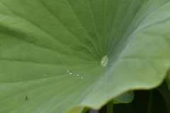 蓮葉の上