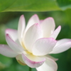 蓮