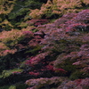 秋彩