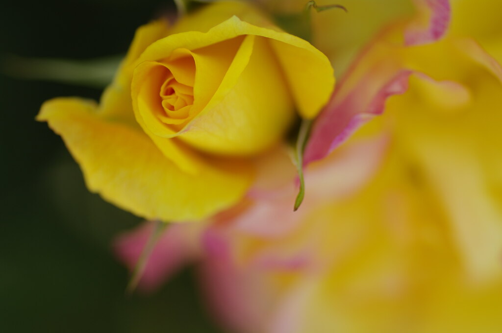 空港の薔薇園で