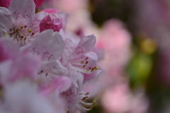 高嶺の花と言われるけれど