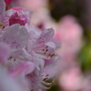 高嶺の花と言われるけれど