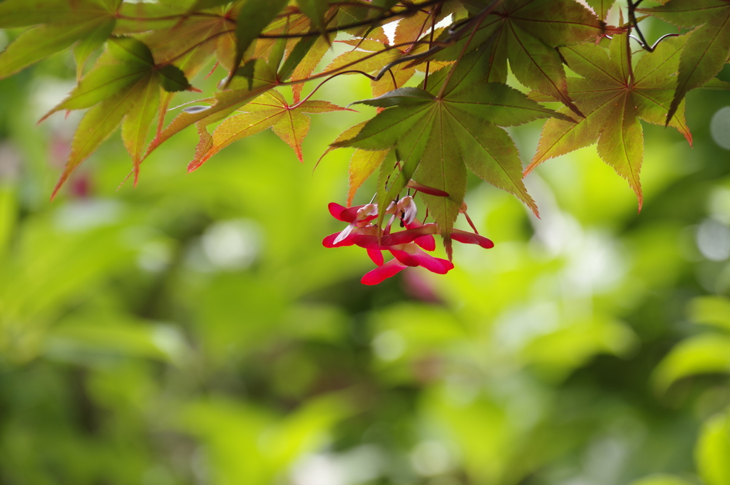 紅いプロペラ準備完了