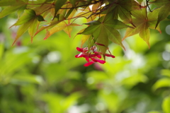紅いプロペラ準備完了