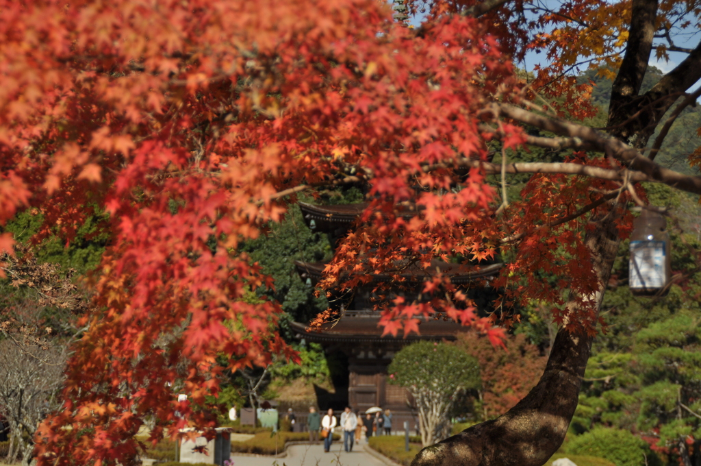 紅の間