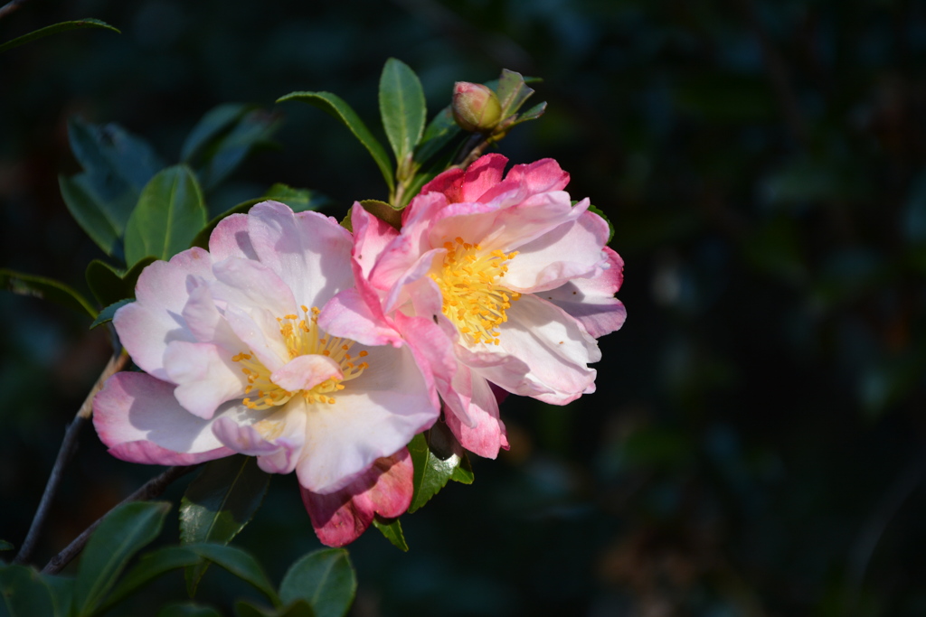 山茶花咲いた