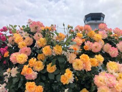 薔薇のある空港で