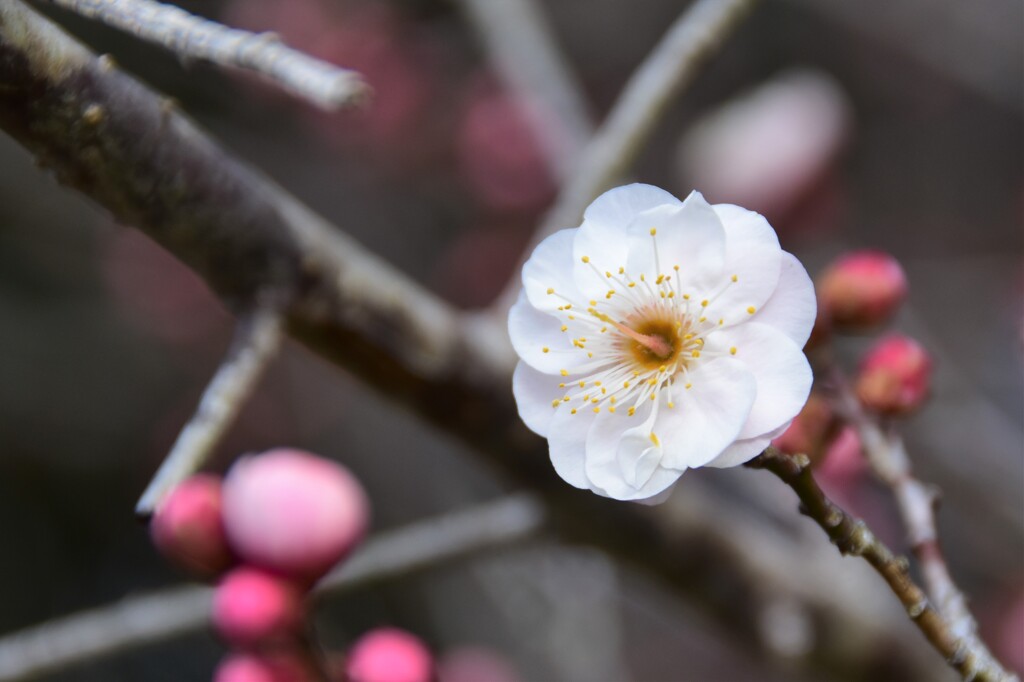 春を誘う