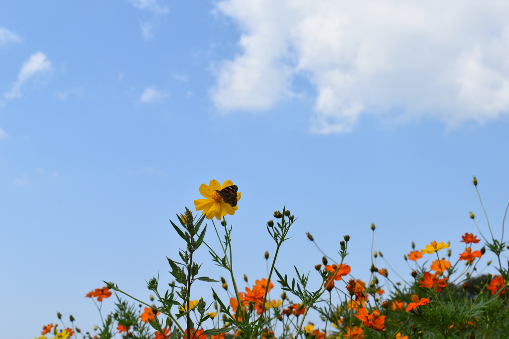 空と花と蝶と