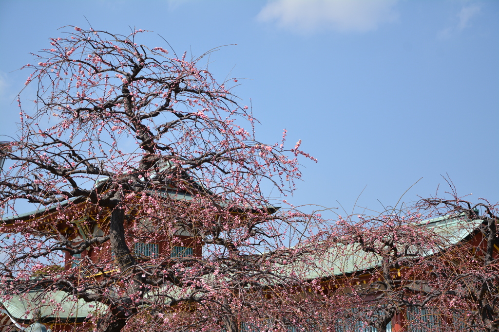 枝垂れ梅の咲く社