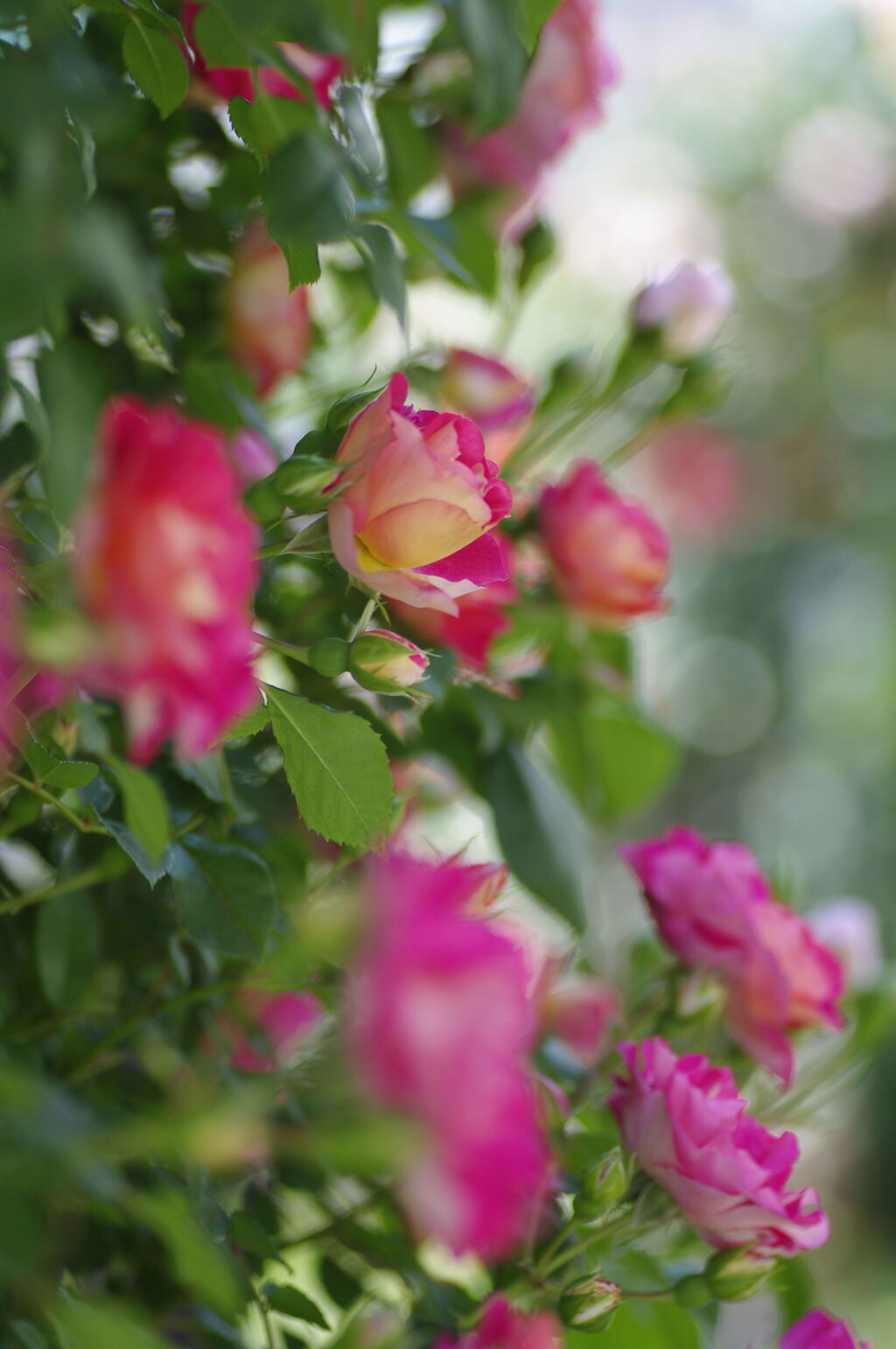 空港の薔薇園で