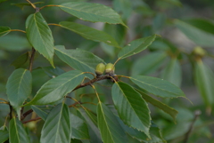 どんぐり実る。