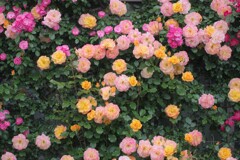 薔薇園のある空港で