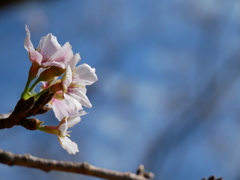 秋の桜