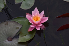 野池の蓮
