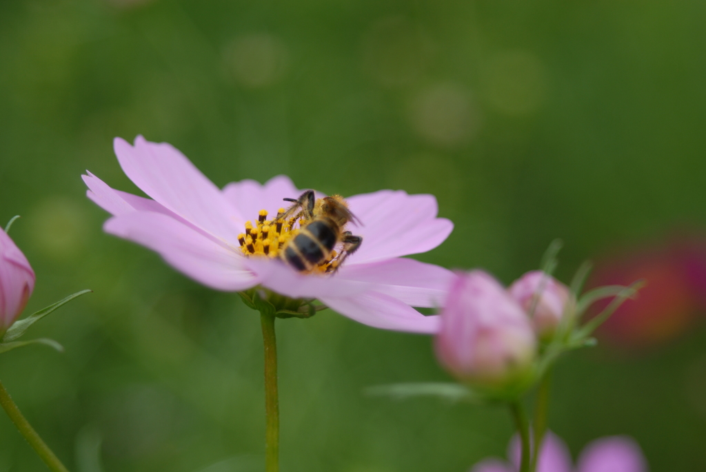 花粉にまみれて