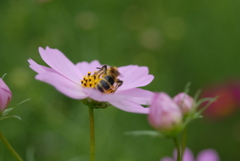 花粉にまみれて