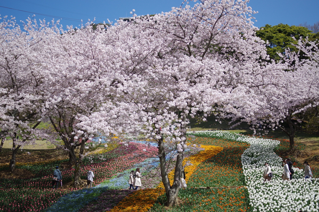 桜三景