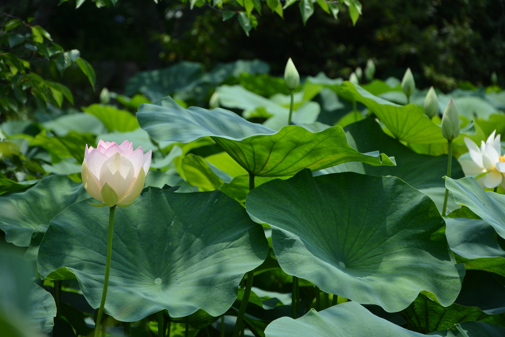 蓮池で