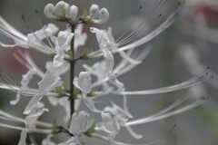 蕊
