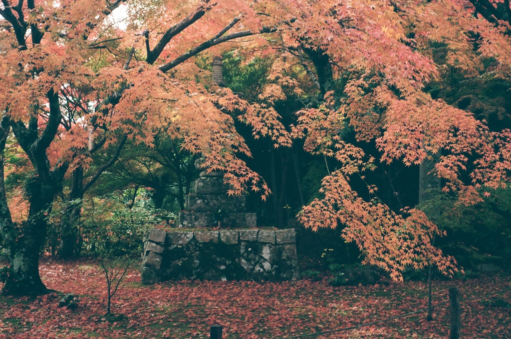 フィルムで紅葉を