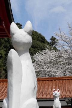 お狐様もお花見