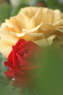 薔薇二輪