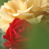 薔薇二輪