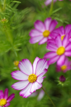 秋桜