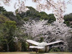 桜三景