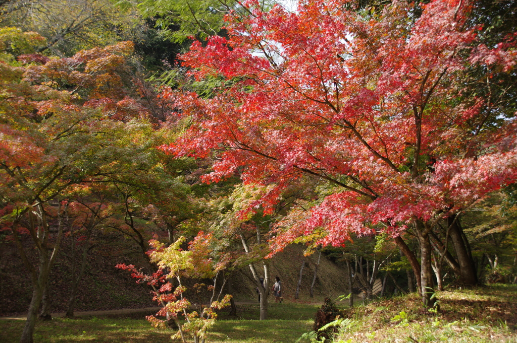 紅葉谷から
