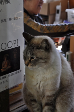 動じず
