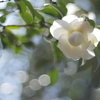 春紀行（白椿）
