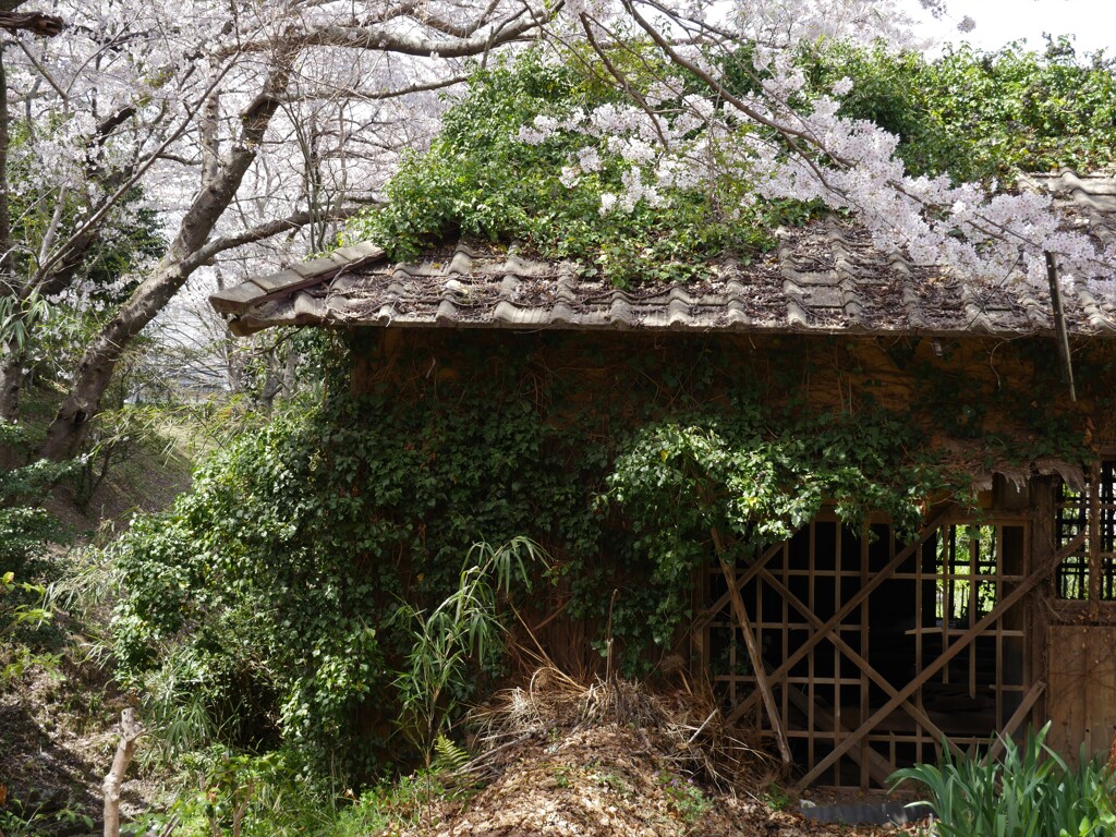 今年もここに桜が咲いた