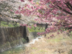 里山桜