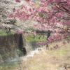 里山桜