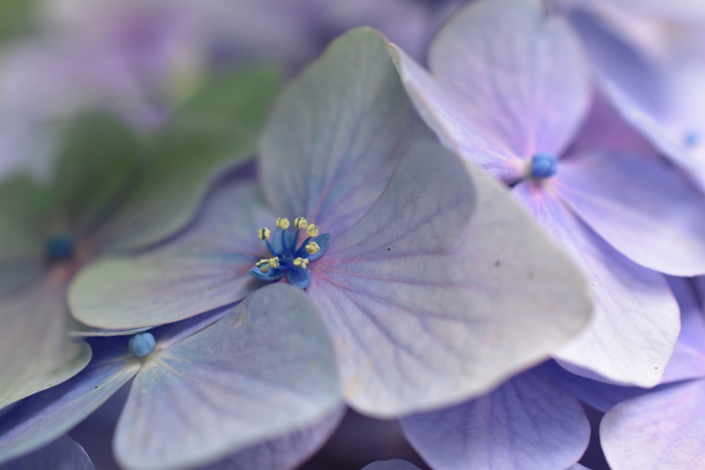 花開く