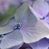 花開く