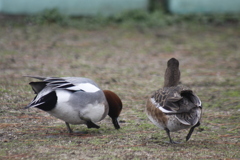 後ろから失礼します。