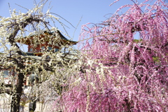 春の天満宮