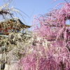 春の天満宮