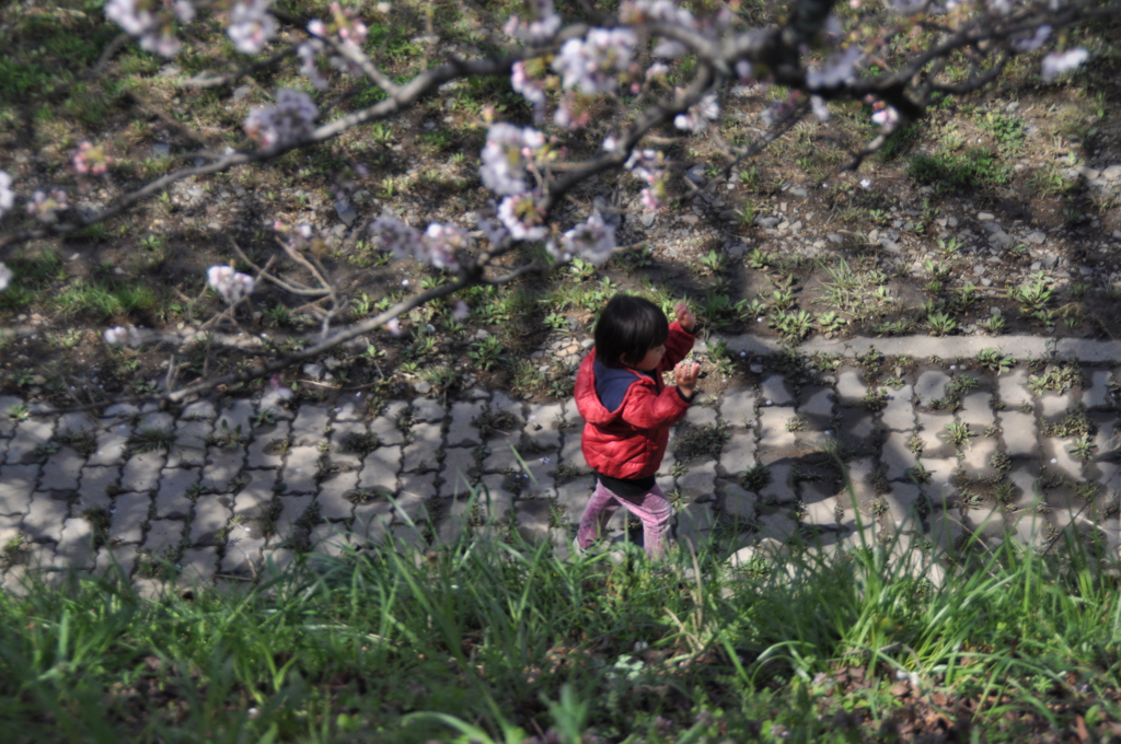 桜の下で