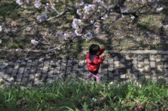 桜の下で