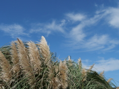 パンパスグラスと秋の空