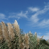 パンパスグラスと秋の空