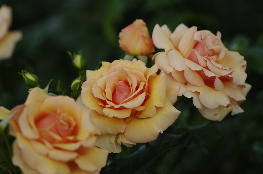 空港の薔薇園で
